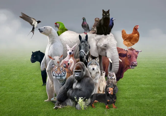 IStock