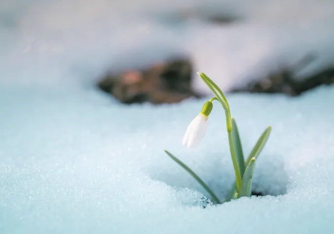 © iStock