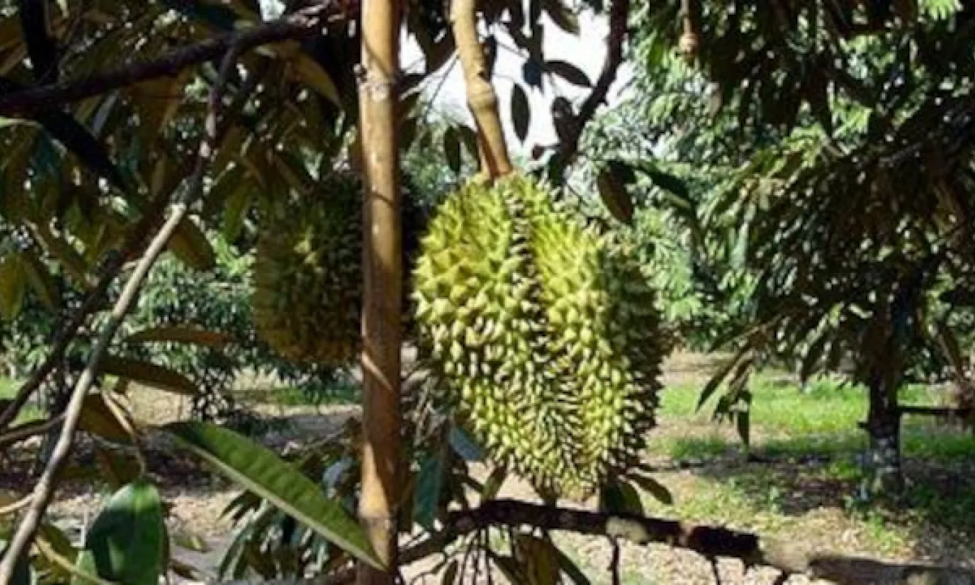 Fruit du Durian bijlmakers