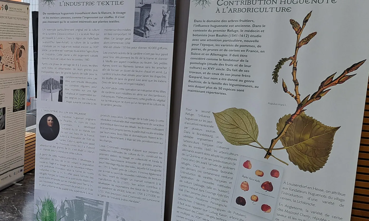 Prendre racine, hommes et plantes en exil © Fédération française «Sur les pas des Huguenots et des Vaudois»