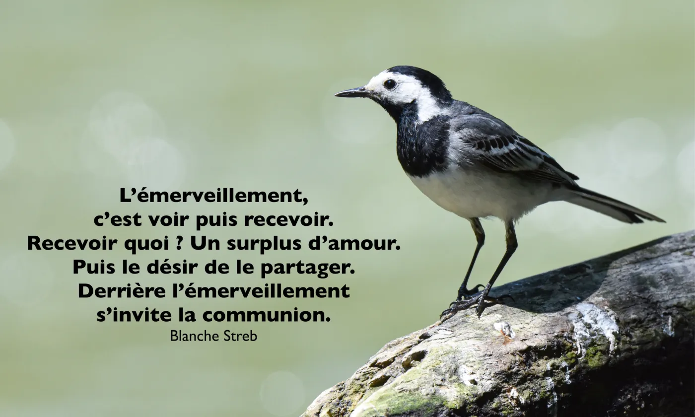 L'élégante bergeronnette grise. © R. Rindlisbacher
