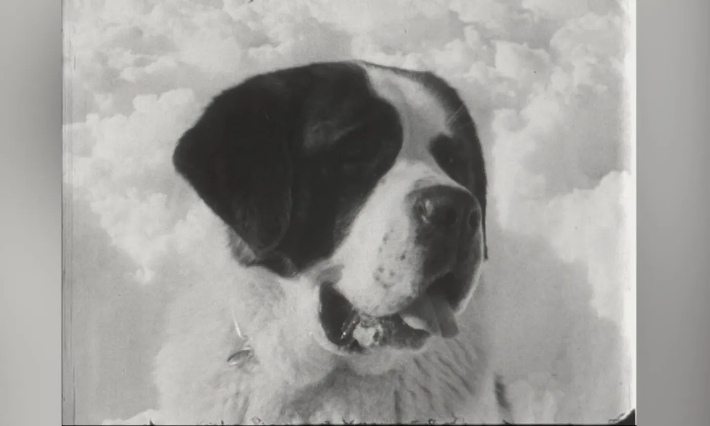 Les saint-bernard, ces éternels sauveurs ©RTSreligion