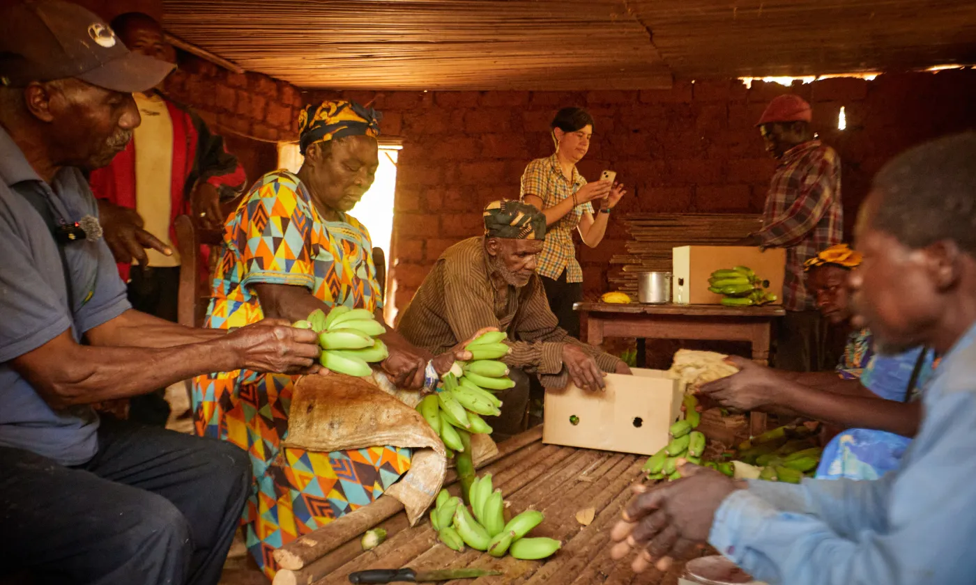 conditionnement des bananes