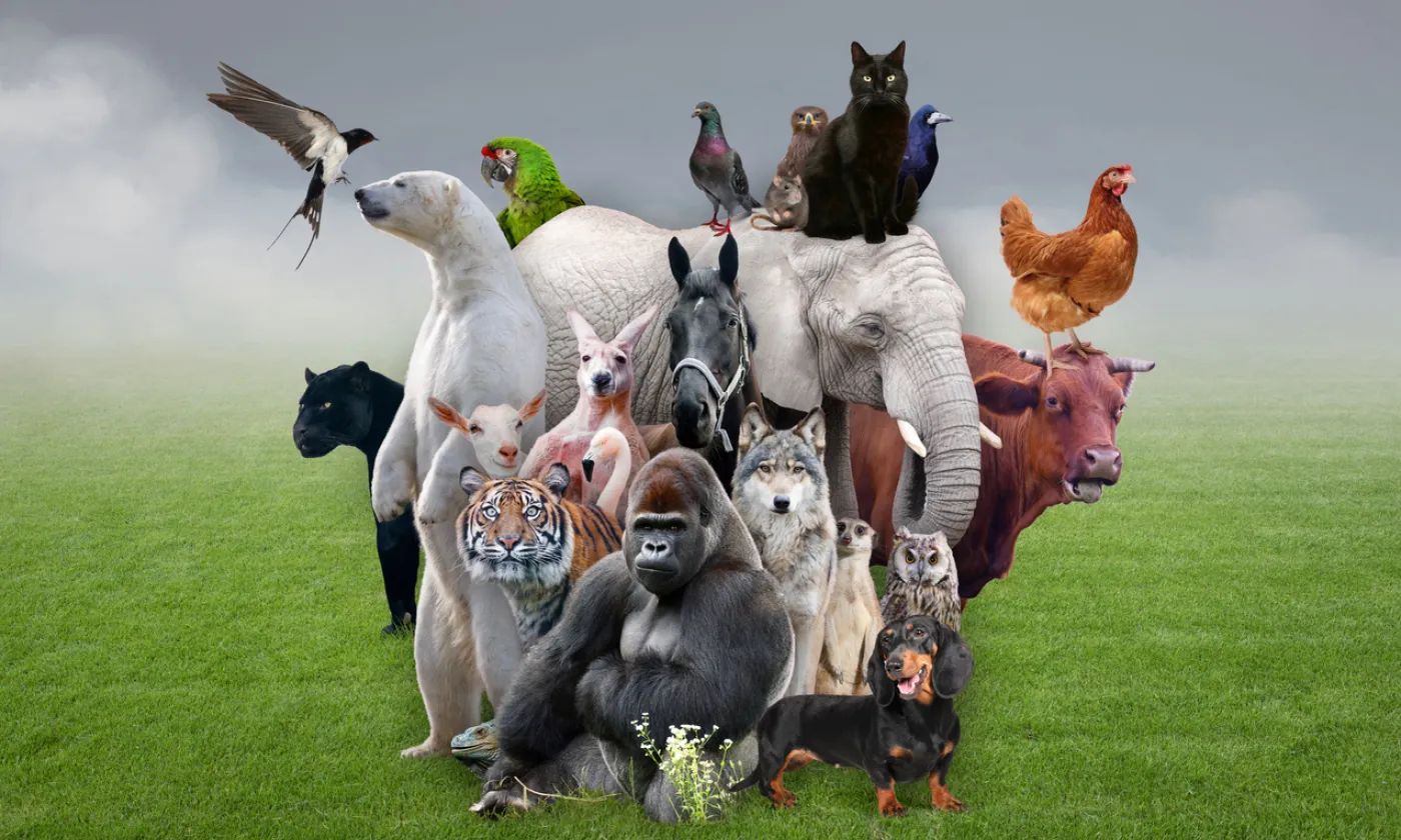 IStock