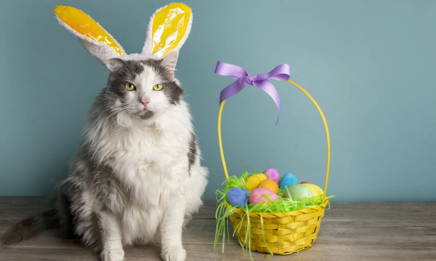iStock