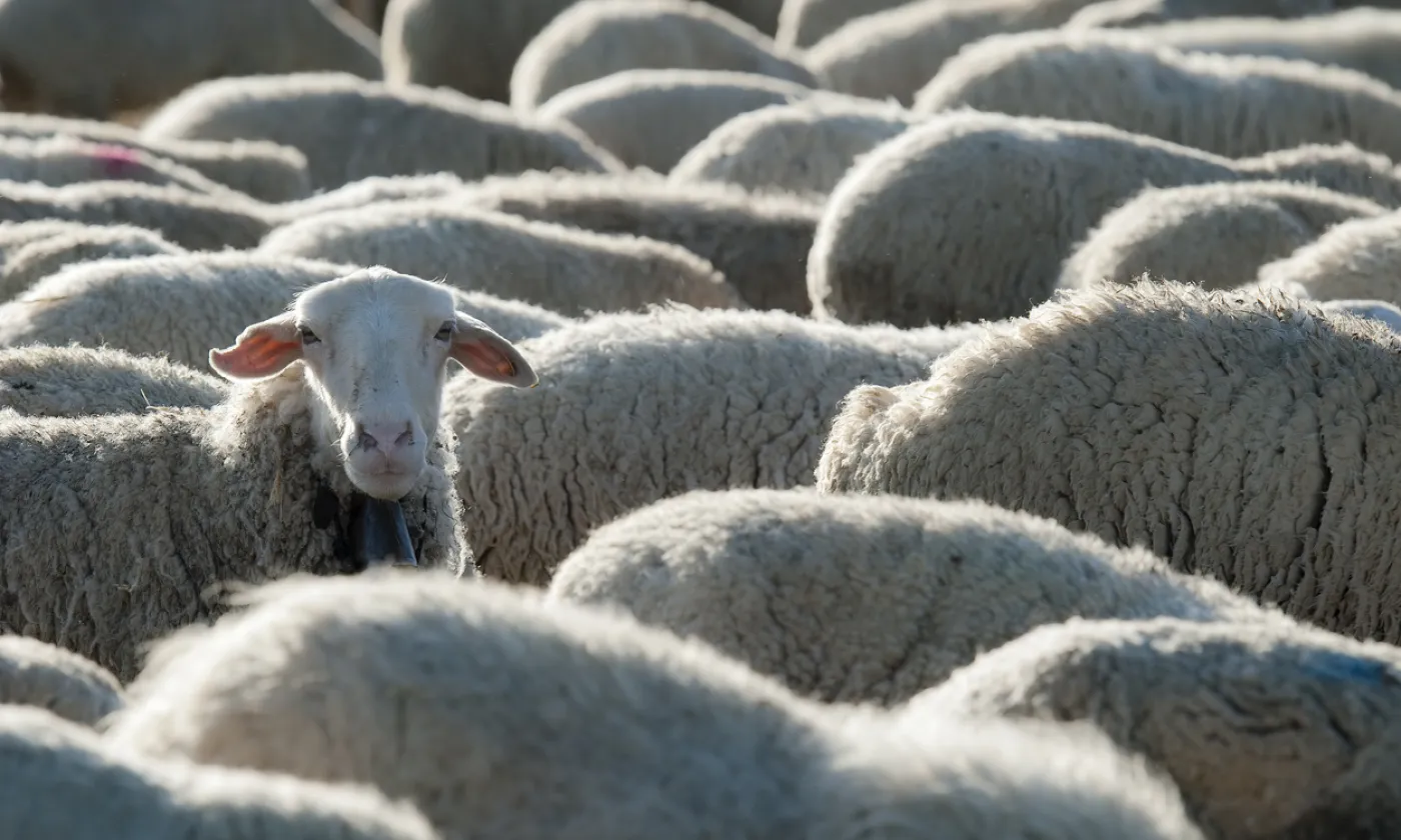 Dans l'Ancien Testament, le sacrifice est synonyme de fête. Image d'illustration. © iStock/angelsimon