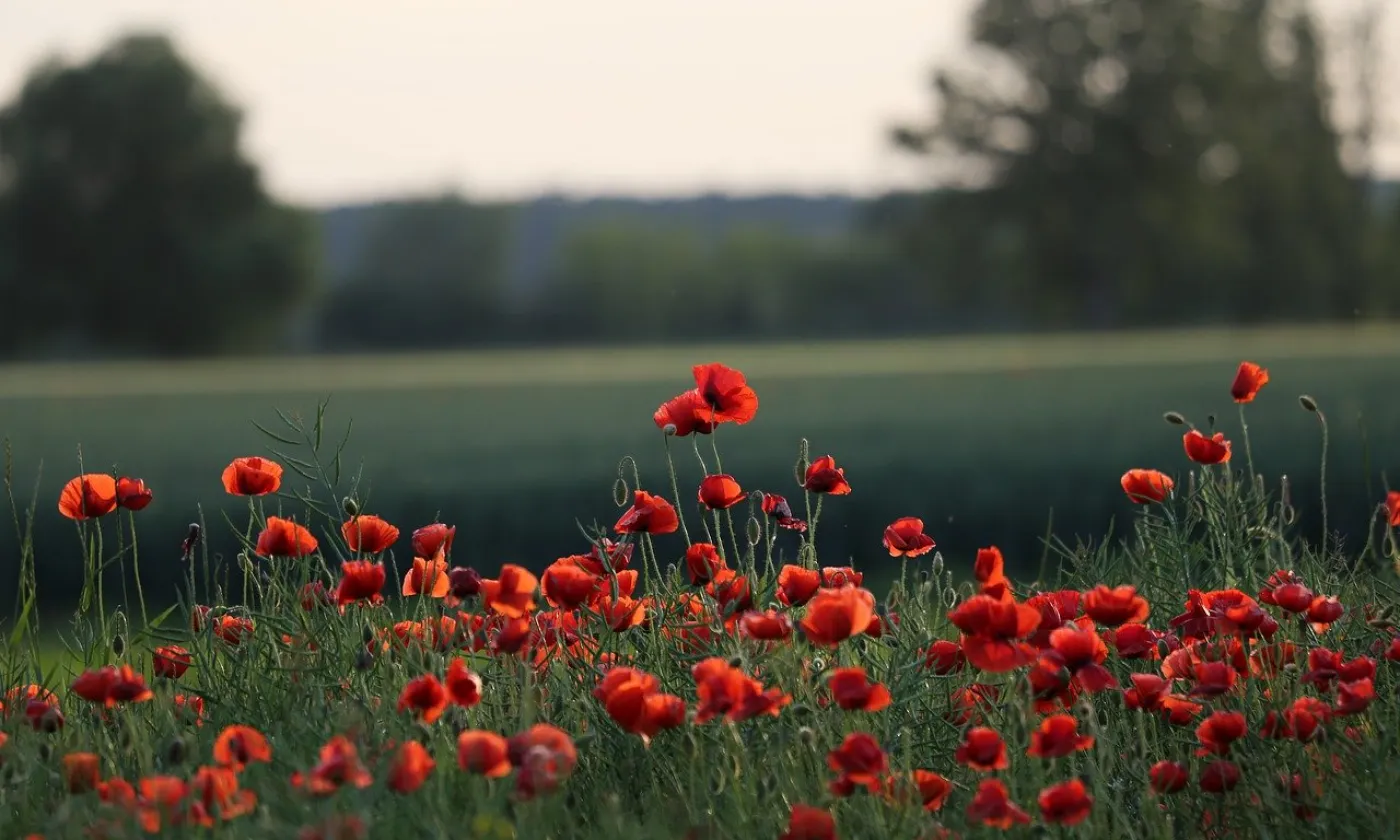 campagne